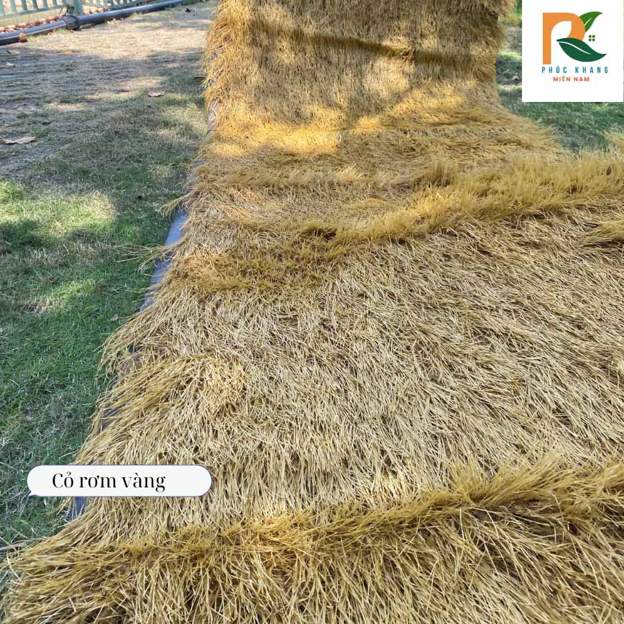 Cỏ Rơm Vàng – Giải Pháp Lợp Mái Siêu Tiết Kiệm Cho Quán Cafe, Homestay 2025 1 thảm cỏ rơm vàng vô cùng dày dặn, màu sắc tự nhiên